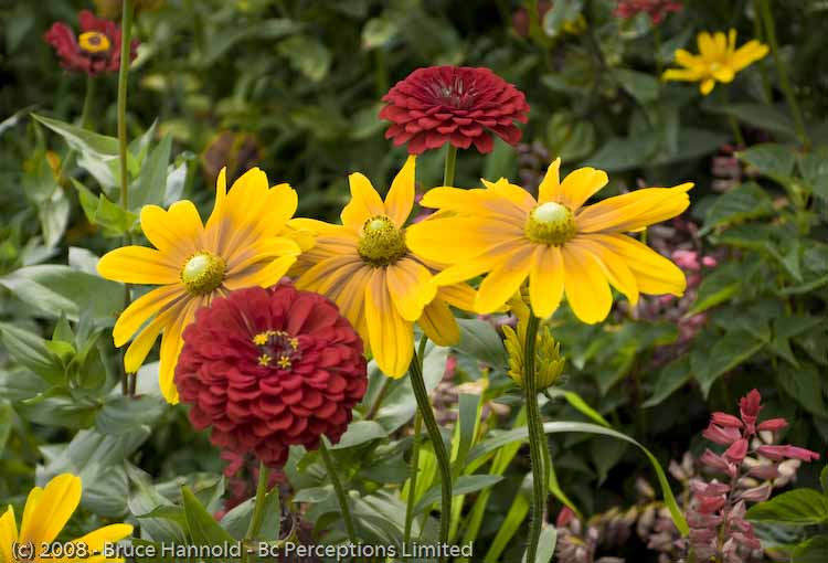 RED ZINNIAS AND YELLOW DAISIES
